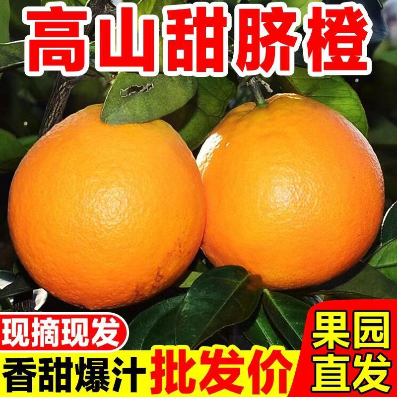 M现摘湖北宜昌秭归三峡脐橙媲美赣南脐橙宜昌纽荷尔脐橙新鲜应季