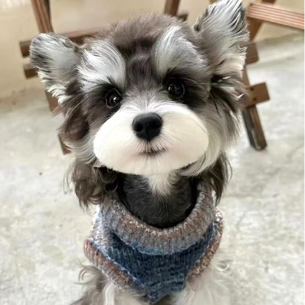 【拳拳家-保健康】精品小体雪纳瑞活体宠物狗链接