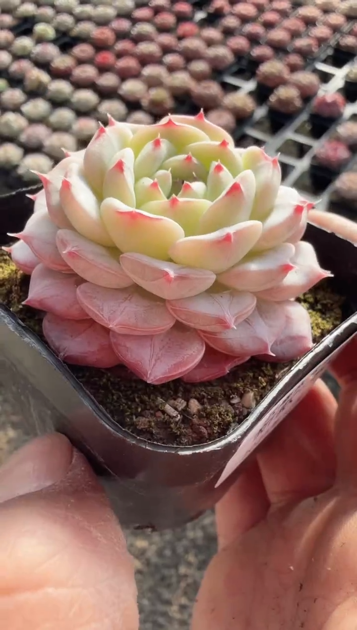 东云多肉园新款-300