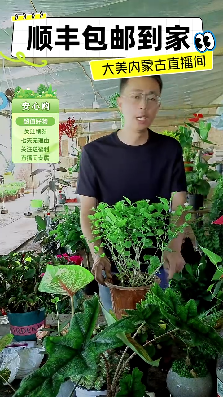 完全开放土培茉莉