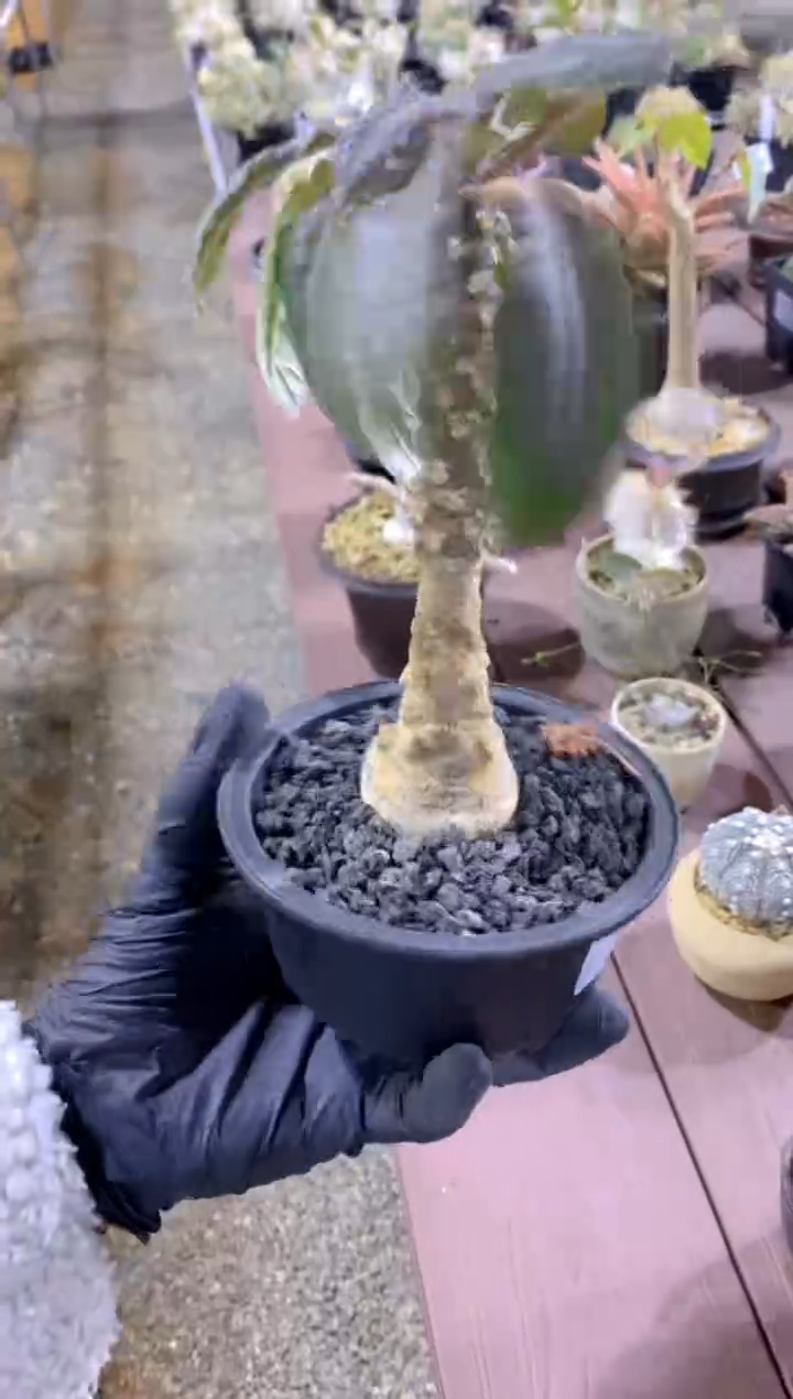 【闪购商品】锦叶琉桑FA-8376