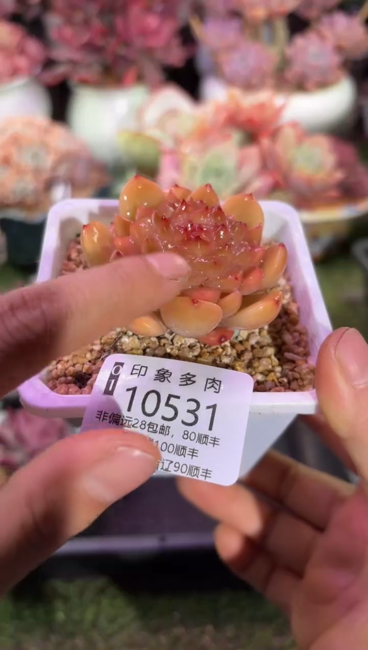 【闪购商品】10531