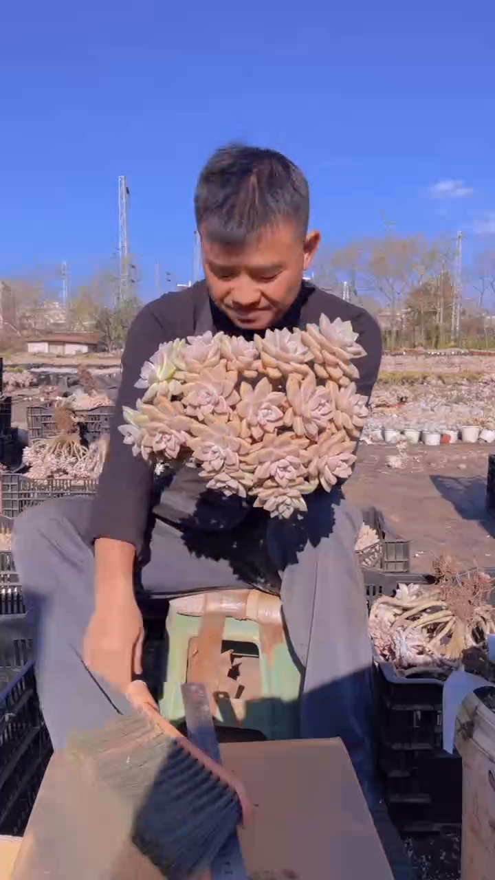 283淡雪缀化一物一拍