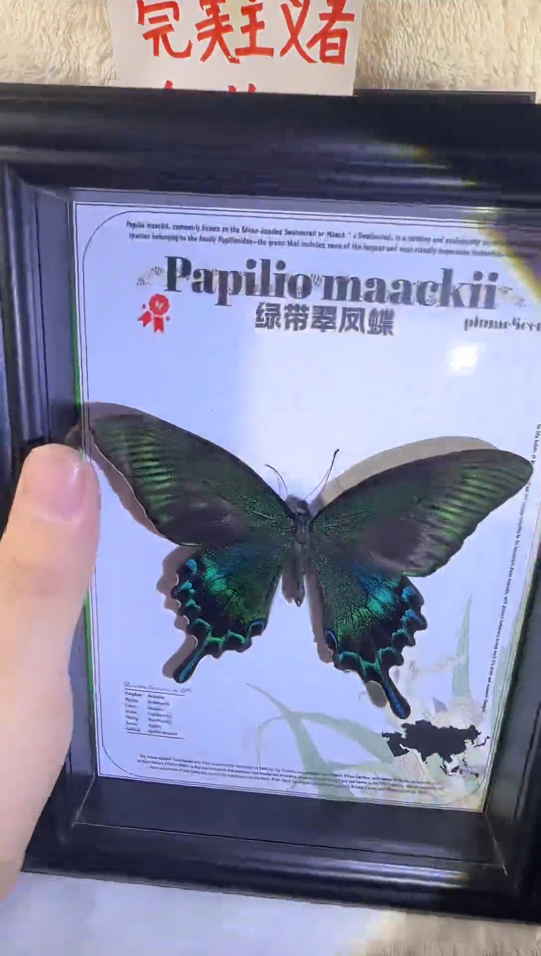 木八寸大绿带      