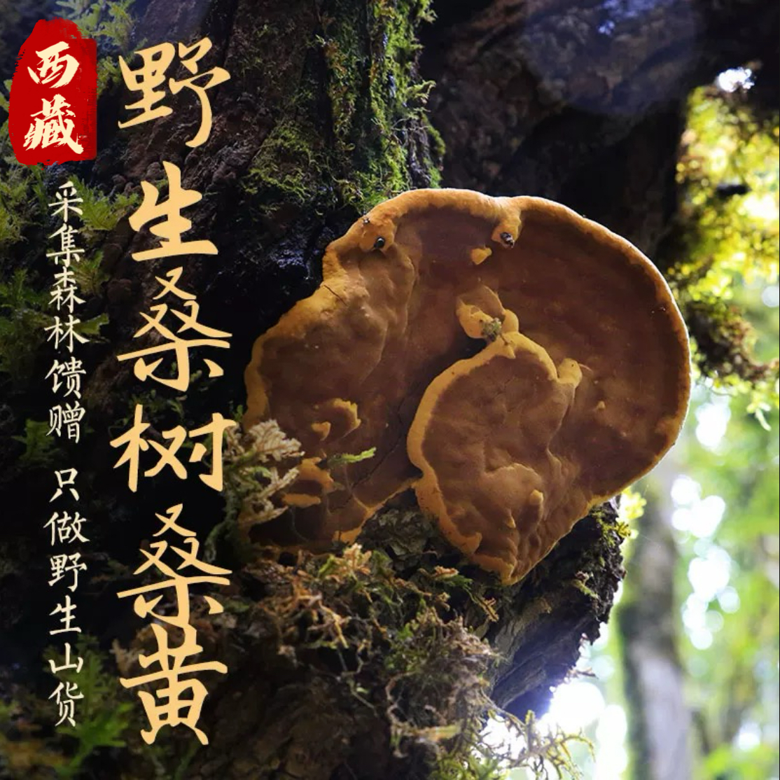 西藏高原山货桑黄炖汤煮茶泡水100g