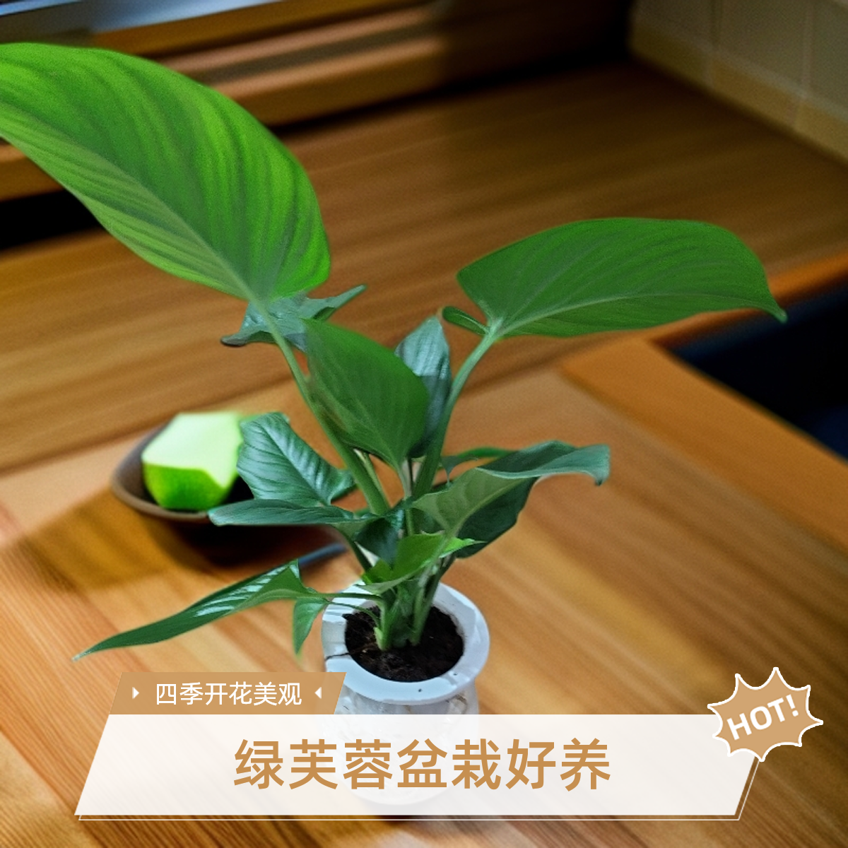 水培绿芙蓉盆栽室内摆放净化空气四季开花好养活绿植玛丽安