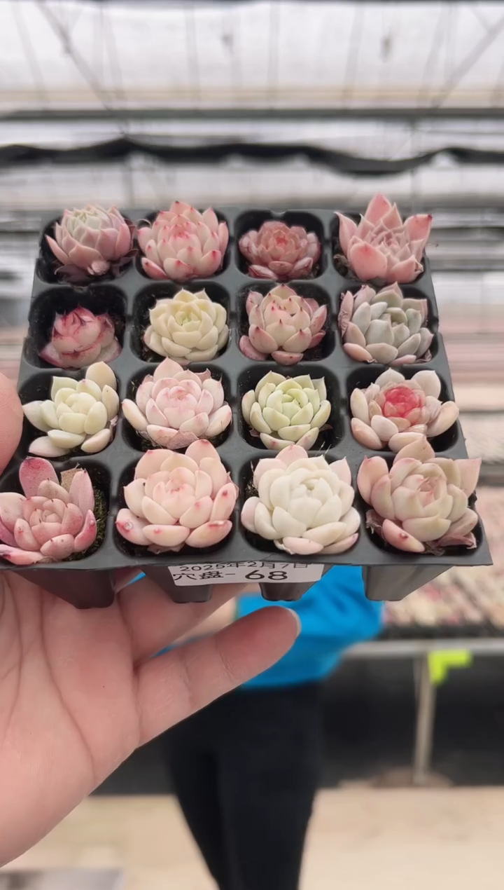 【闪购商品】穴盘-68