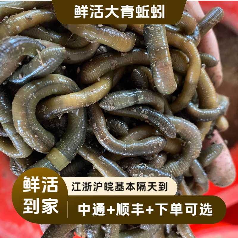 青蚯蚓包邮地龙蚯蚓黄鳝诱饵钓黄鳝鱼饵钓鱼黑蚯蚓大蚯蚓活饵活体