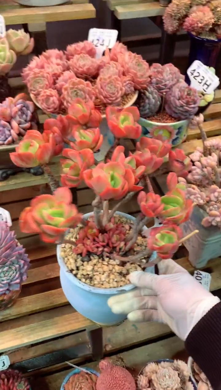 411J带盆价 只走物流（一物一拍，精品多肉，w所见即所得 ）