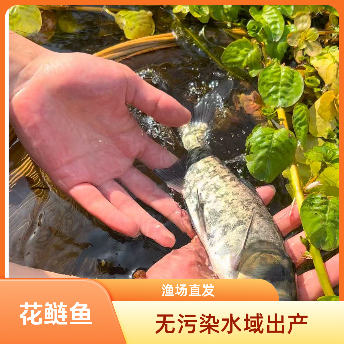 冰鲜现捞 花鲢鱼 生态养殖