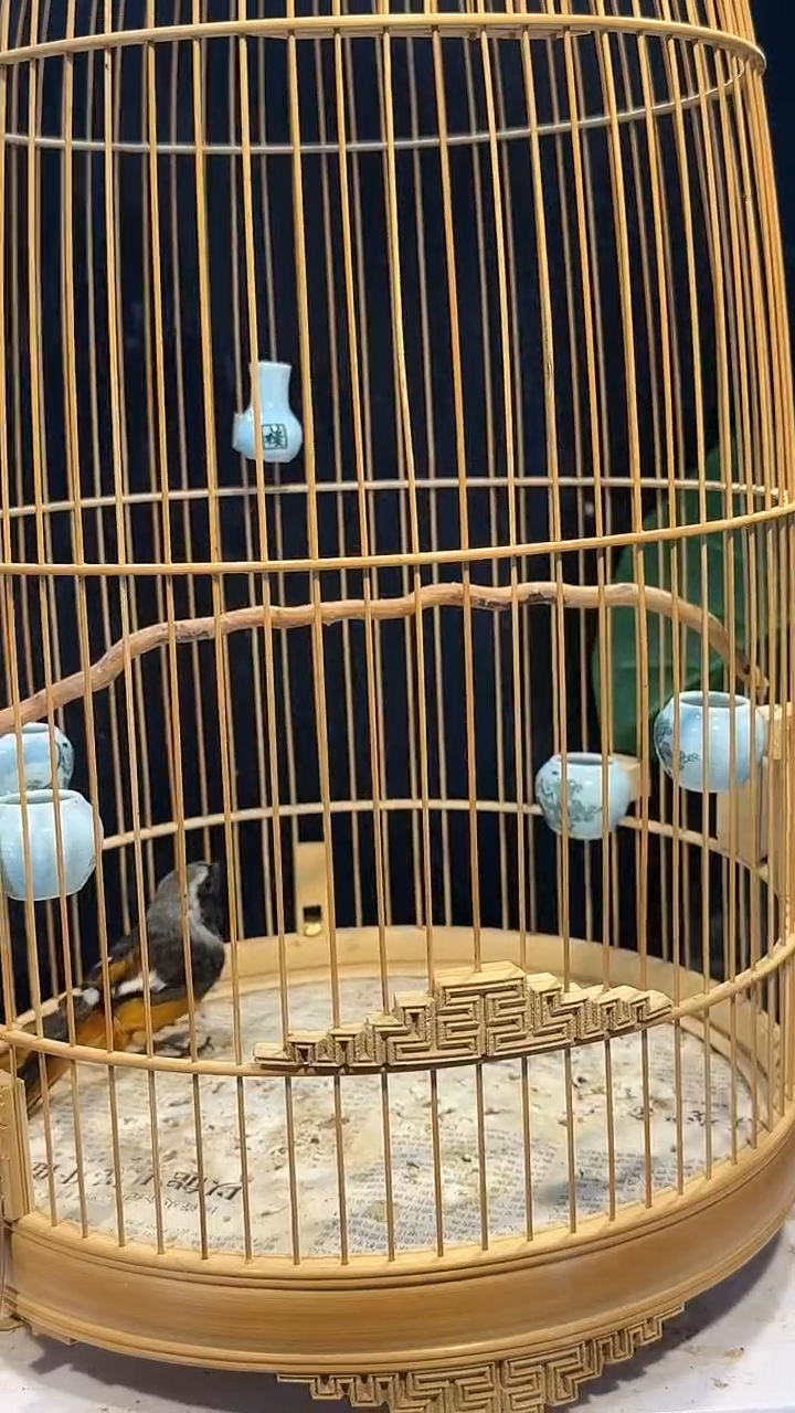虎皮鹦鹉8号   北红养笼1元起拍