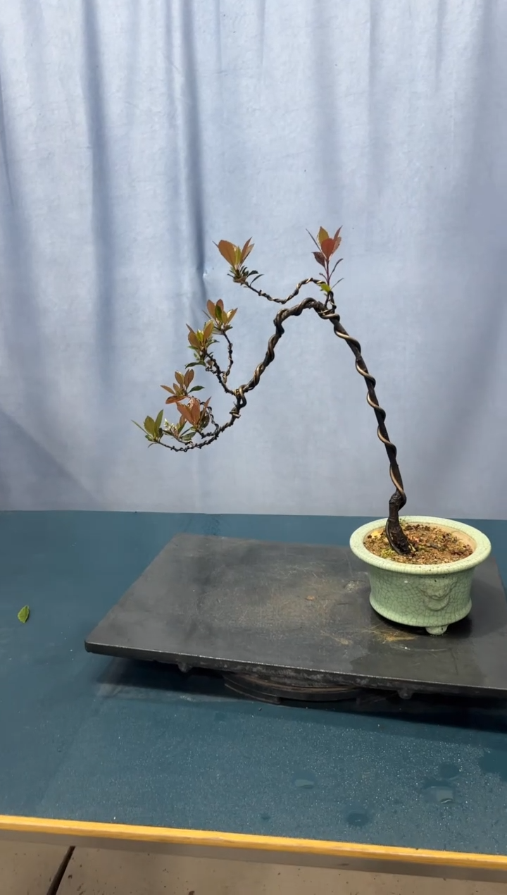 【闪购商品】盆景春花