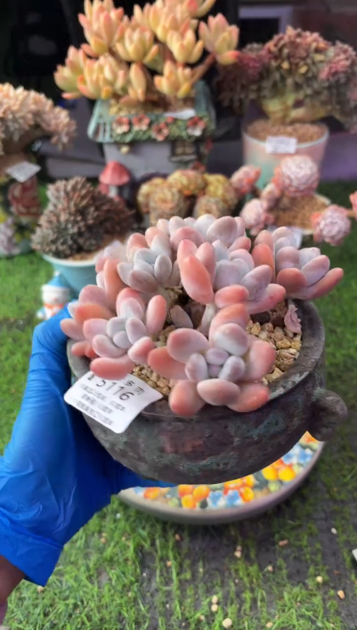 昆明印象多肉5116