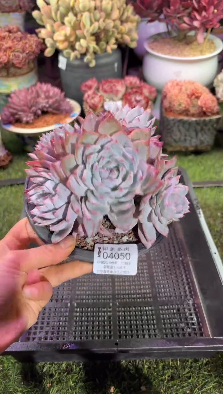 【闪购商品】04050