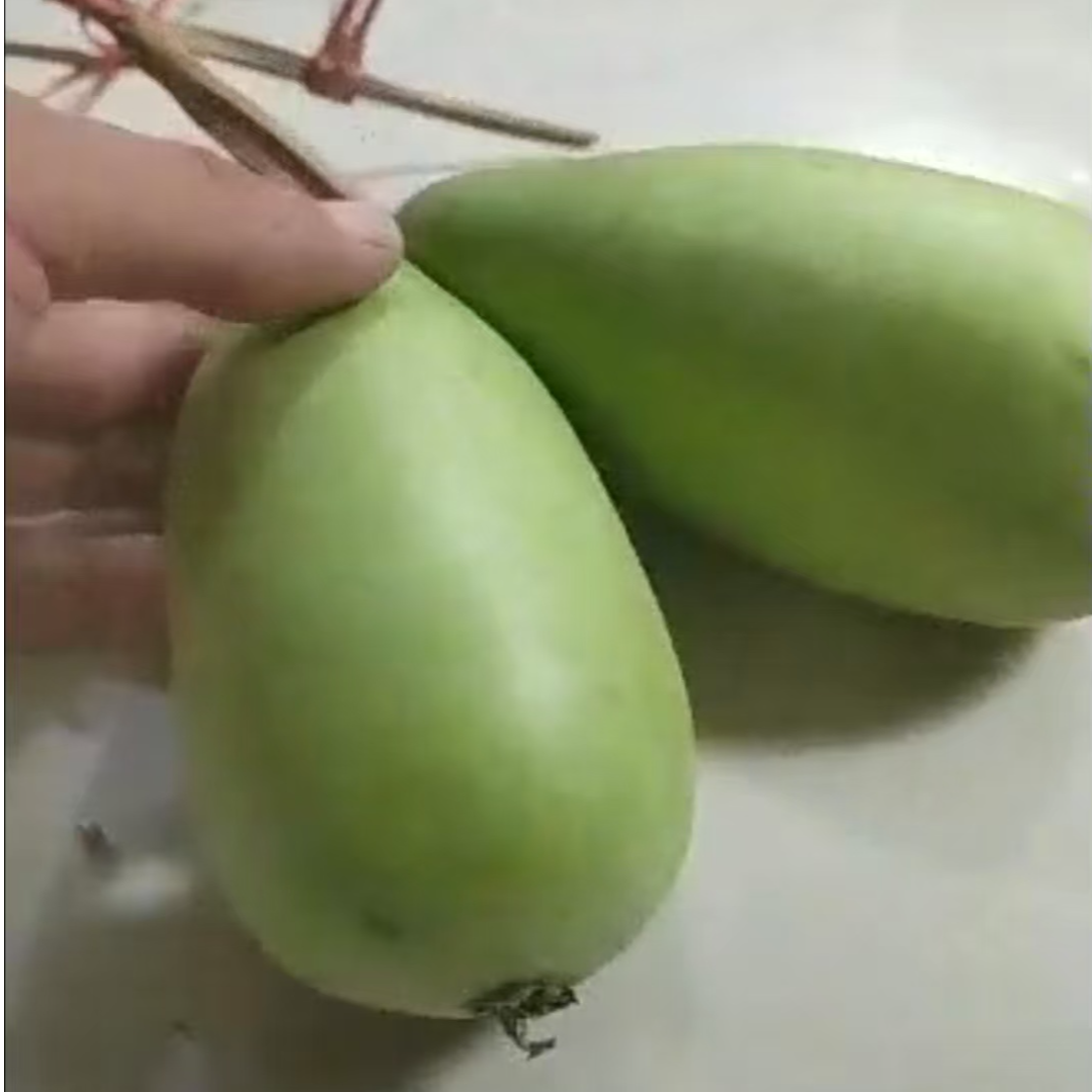 直播间专用链接葫芦精品葫芦对花提纯种