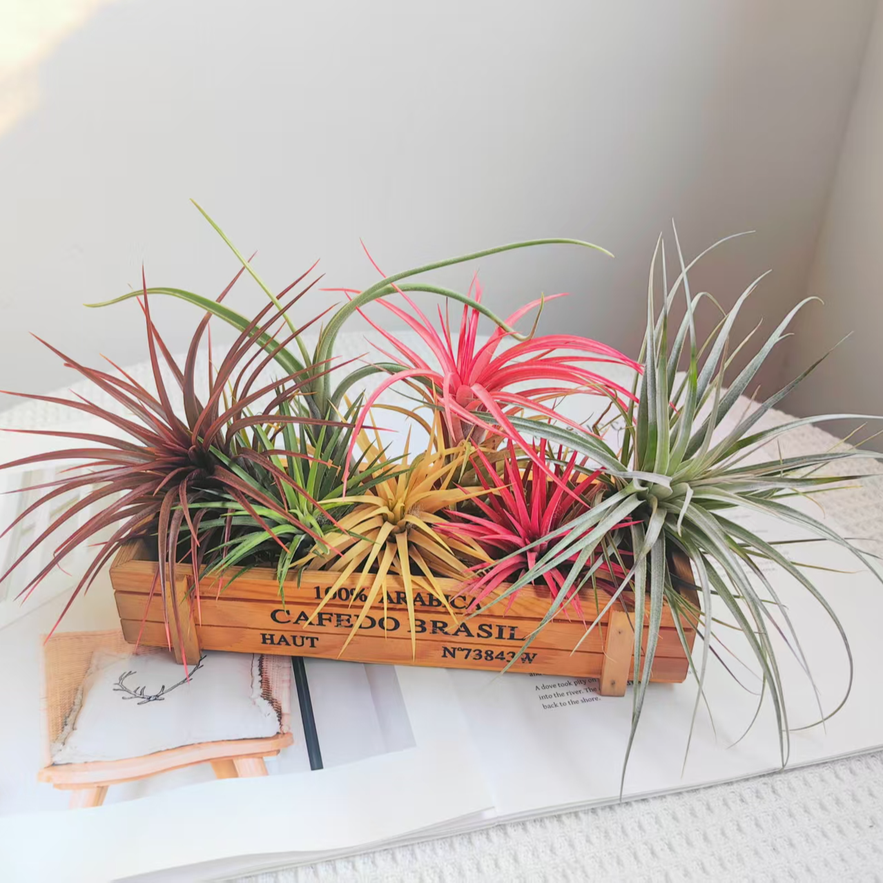 空气凤梨豪华套餐（红雨林贝精休斯顿花中花红绿黄精灵）7颗