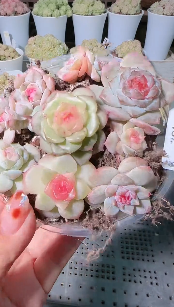 1126-432切糕群生不包整