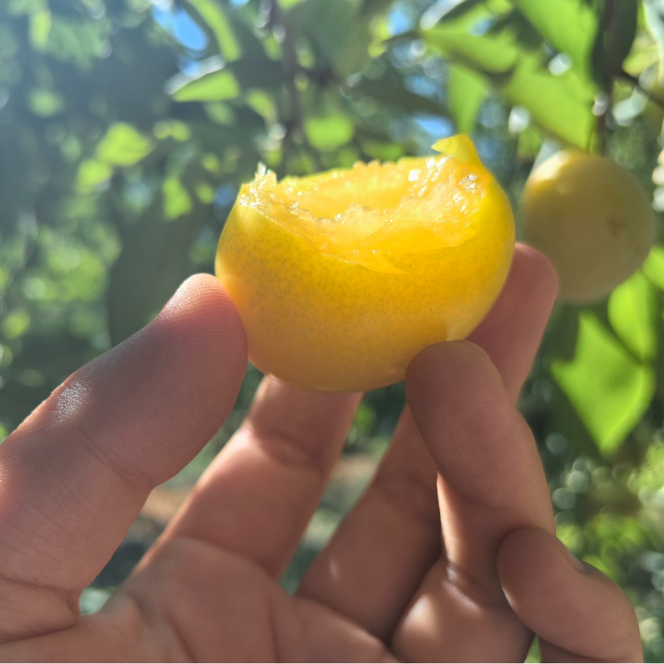 新疆黄金西梅  香甜多汁 顺丰包邮