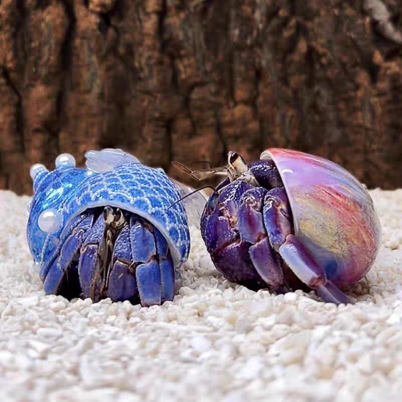 【寄居蟹对对碰】直播链接新手入门懒人宠物