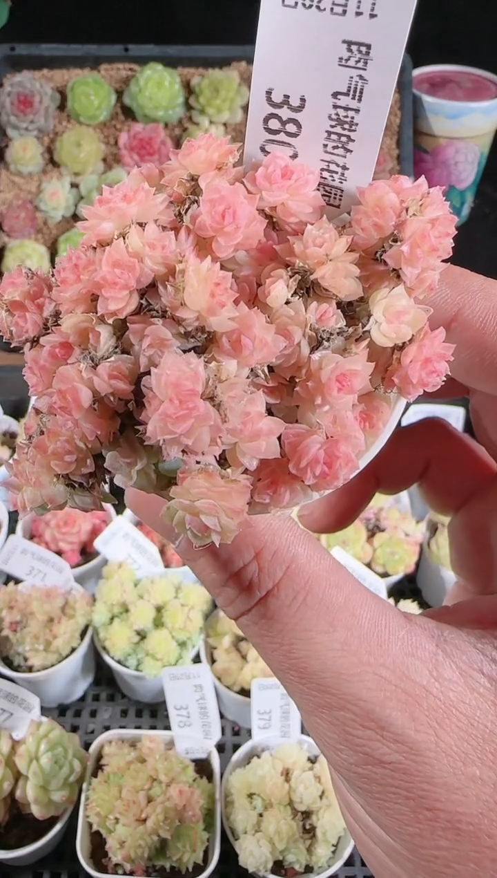 多肉1129-380群生不包整