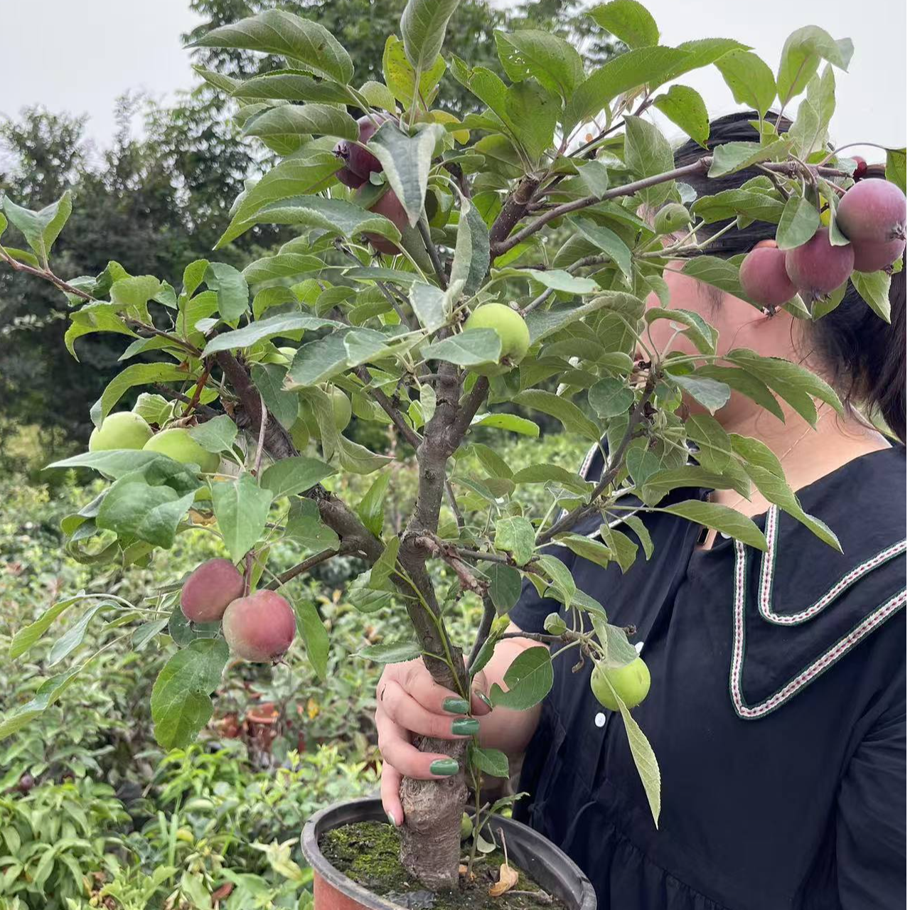 新品花卉多品 系列一物一拍