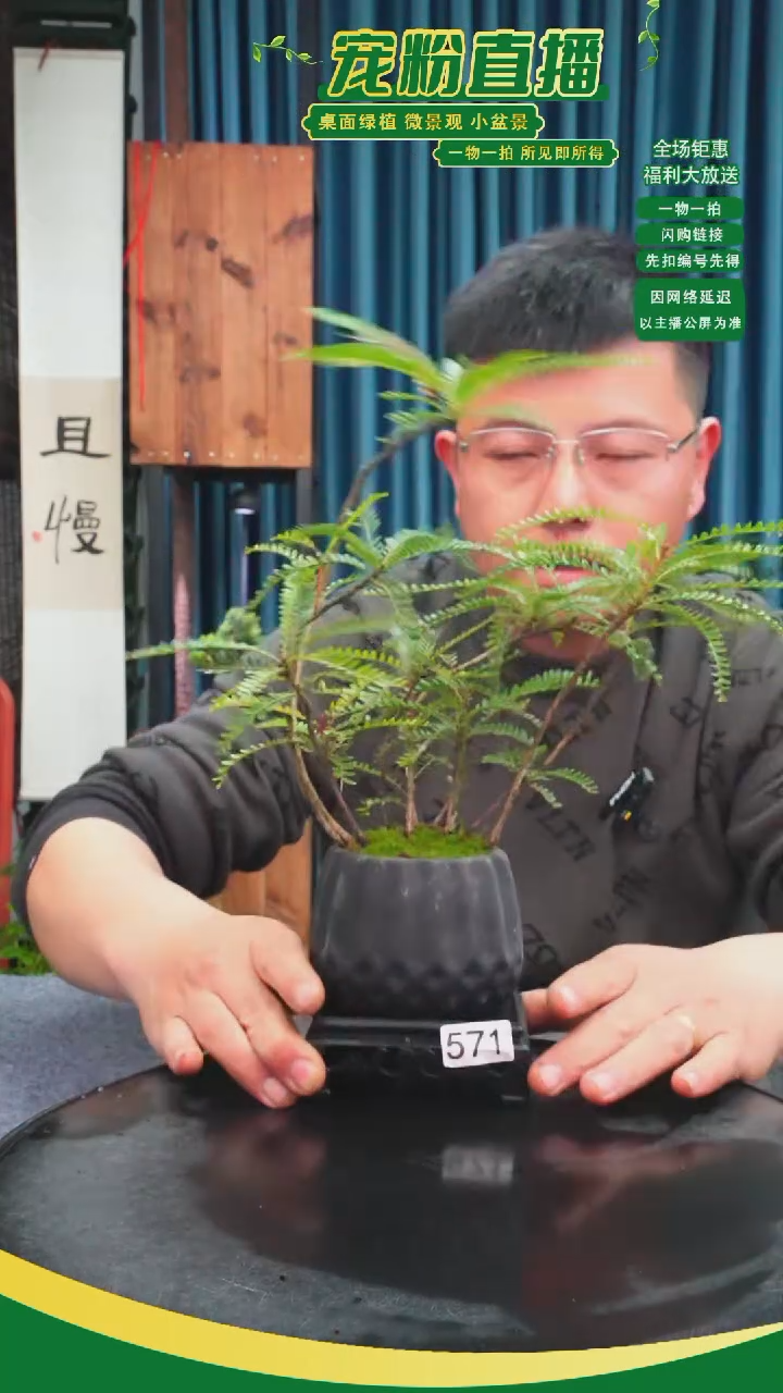 无花朵四****）苔藓微景观571号