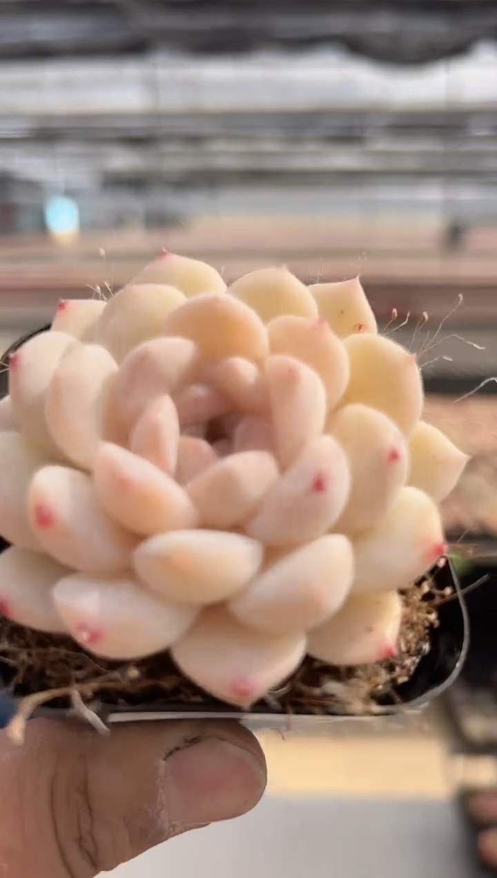 【闪购商品】新款多肉-118