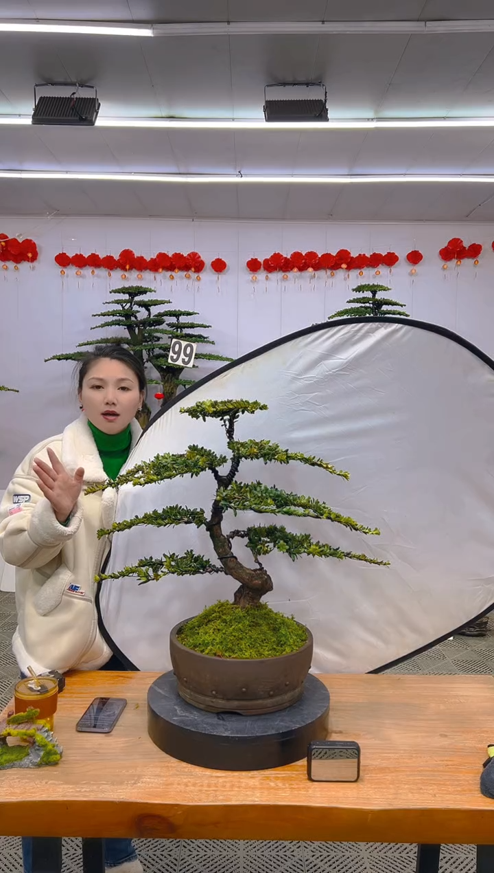 【闪购商品】盆景1