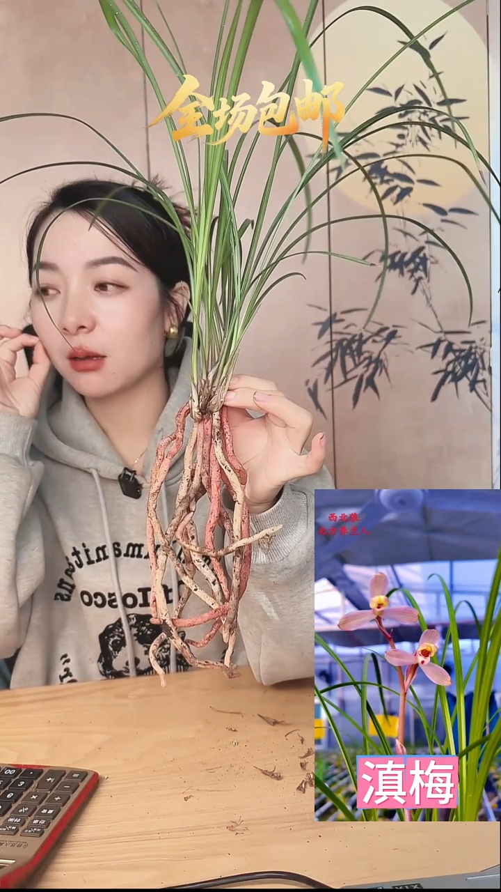 当前无花栽培后可以开花：滇梅