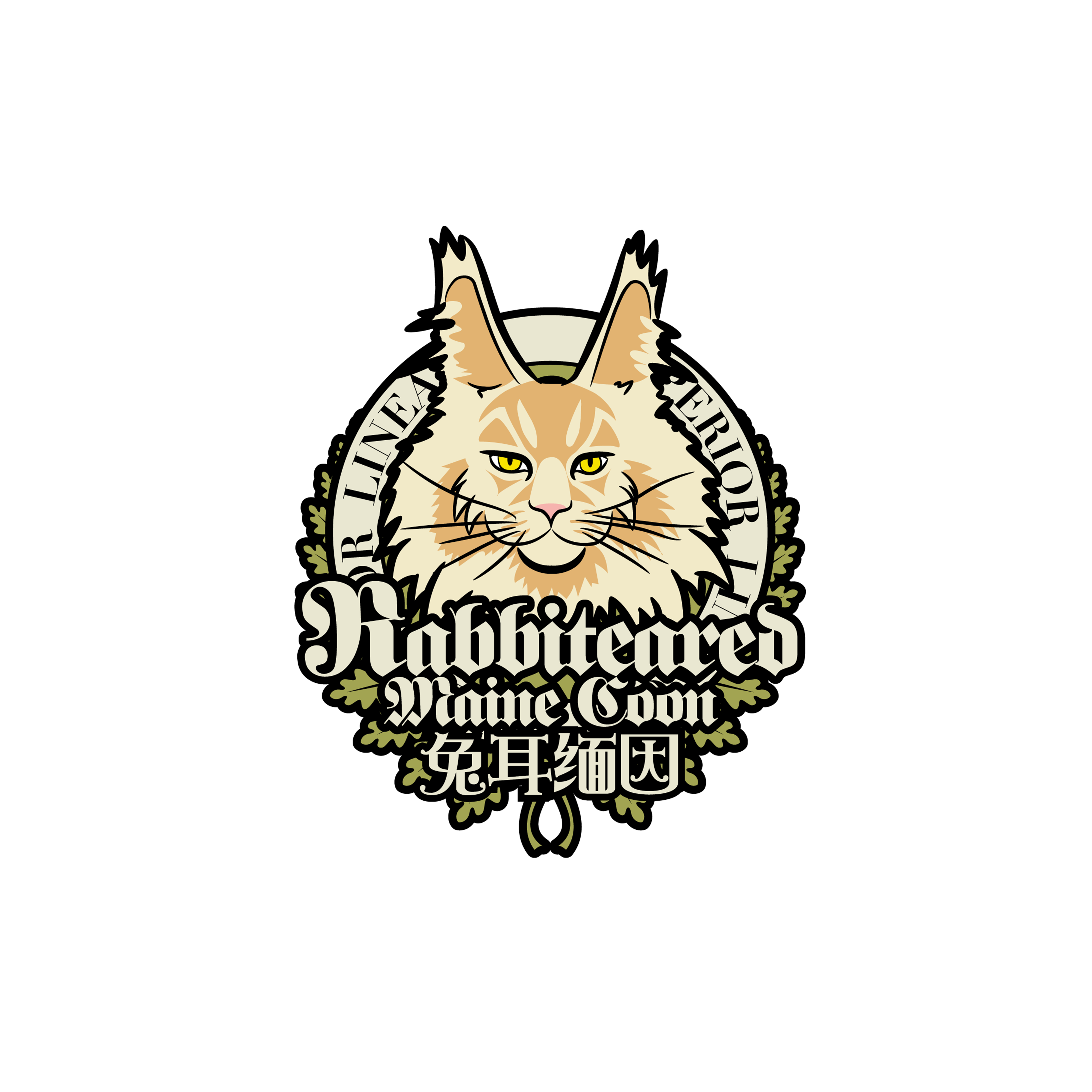 兔耳缅因猫活体公