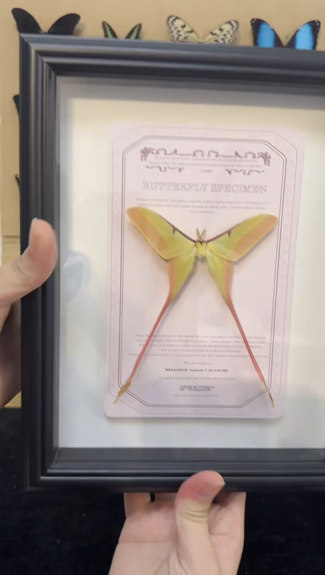 陶瓷真实蝴蝶标本