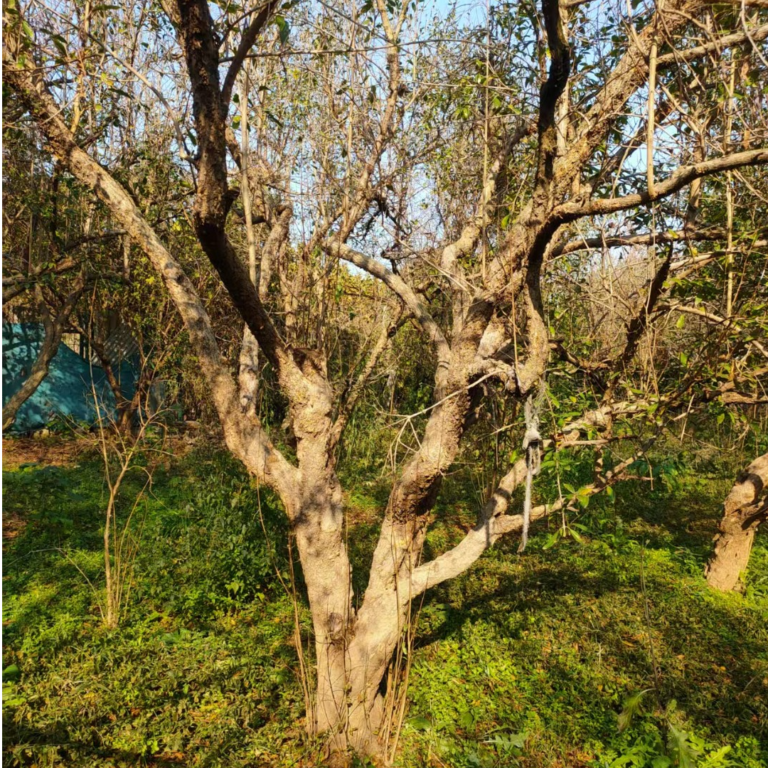 别墅庭院盆栽地栽突尼斯软籽石榴   一物一拍