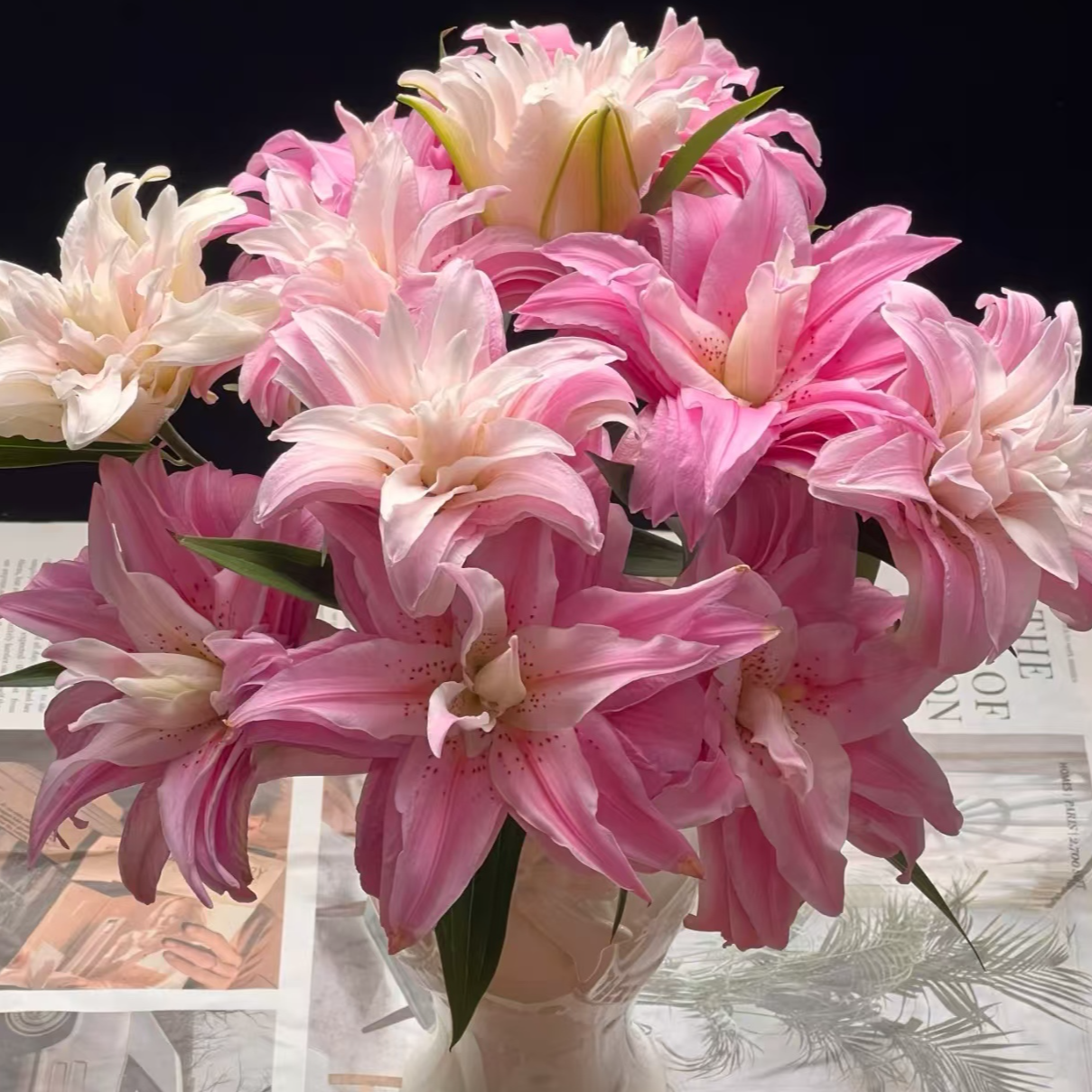 戴安娜重瓣香水百合鲜花花卉百合花养花邝玲玲三国花九尾狐母亲