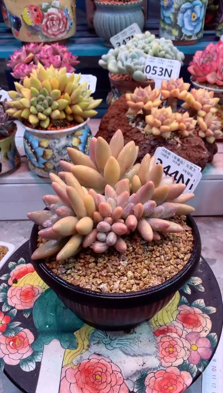 祝***好344N（一物一拍，精品多肉，所见即所得 ）