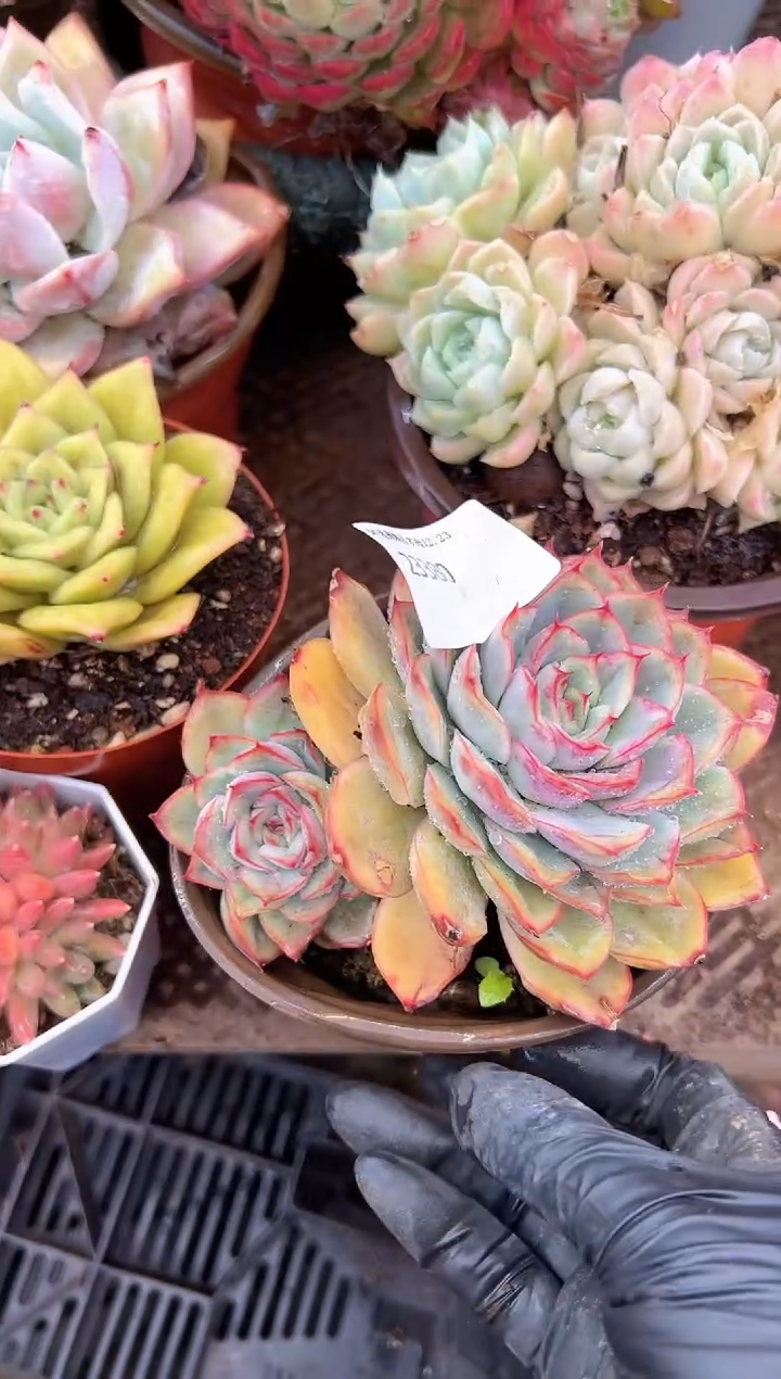 清*音多肉植物一物一拍23380