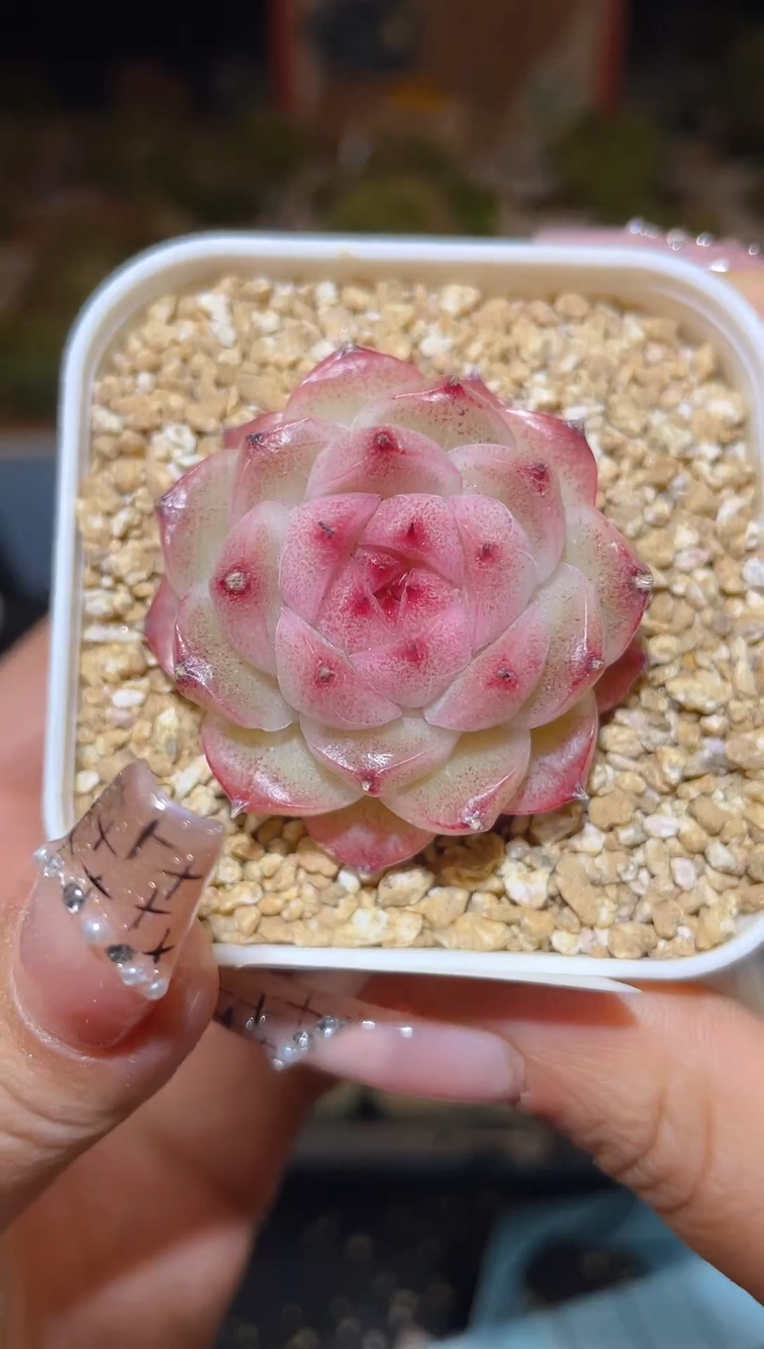 【闪购商品】204丽丽丝