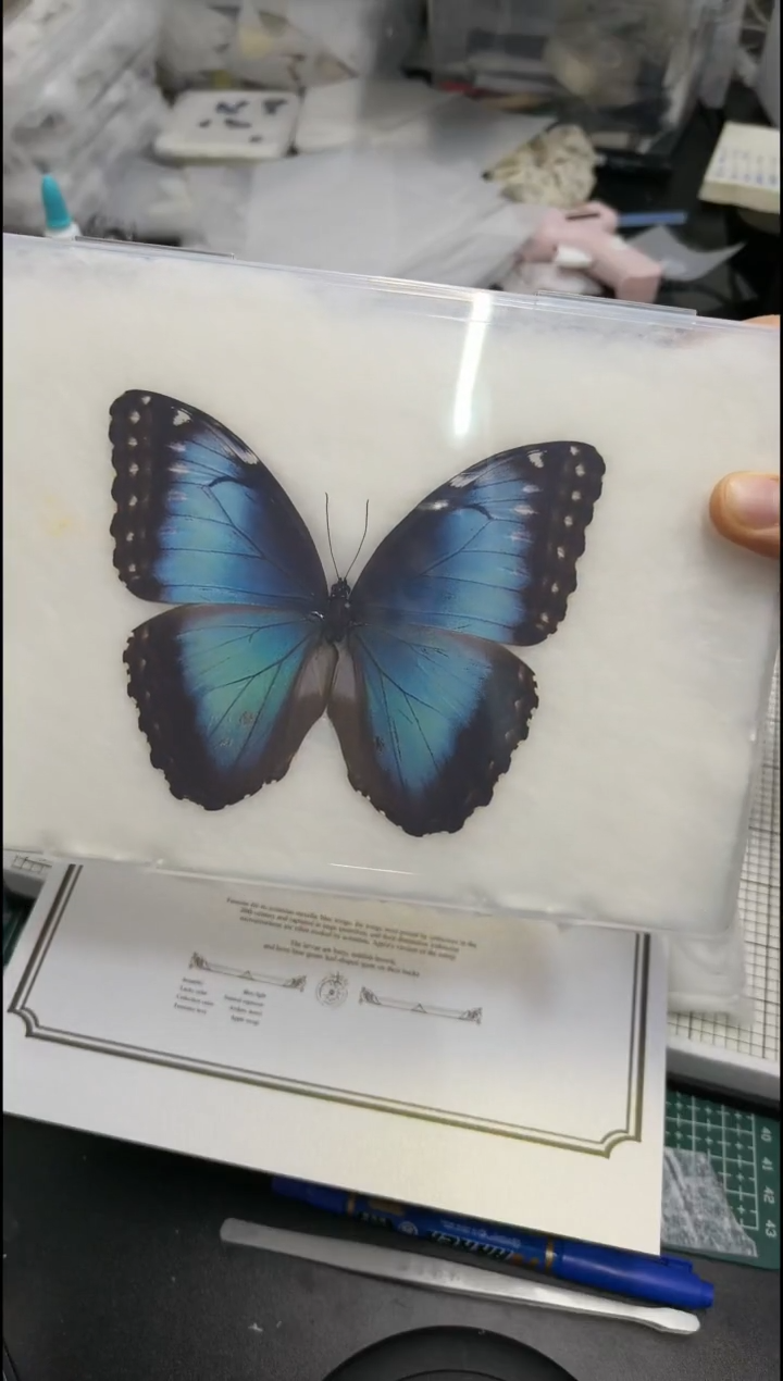 真蝴蝶标本一物一拍