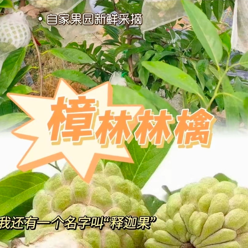 樟林林檎【放软才能吃，未熟一定不要放冰箱】