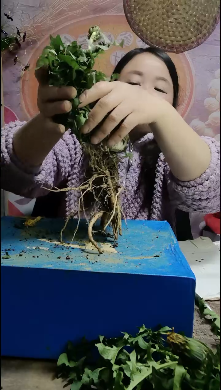 少量花朵（建议范围：2朵-5朵 或40%以下）青*?蒲公英