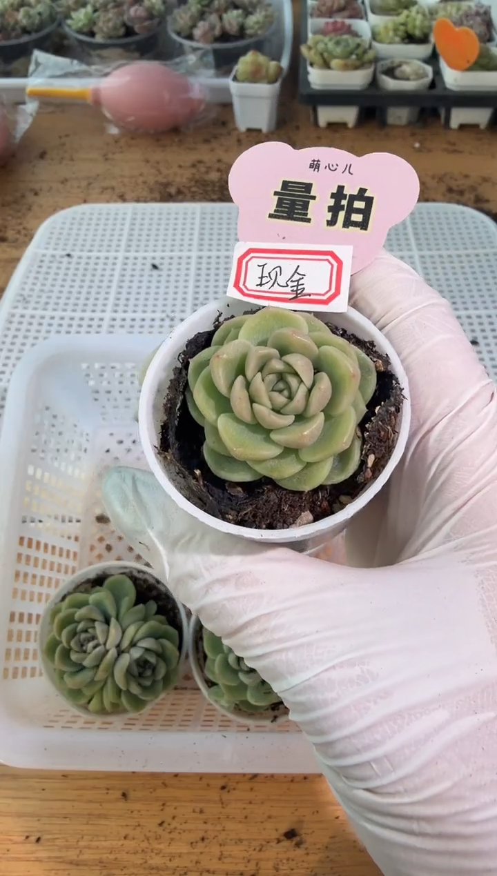 现金财富 五方一盆 单双混 量拍混发