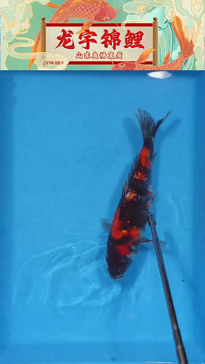 锦鲤银鳞昭和 21公分