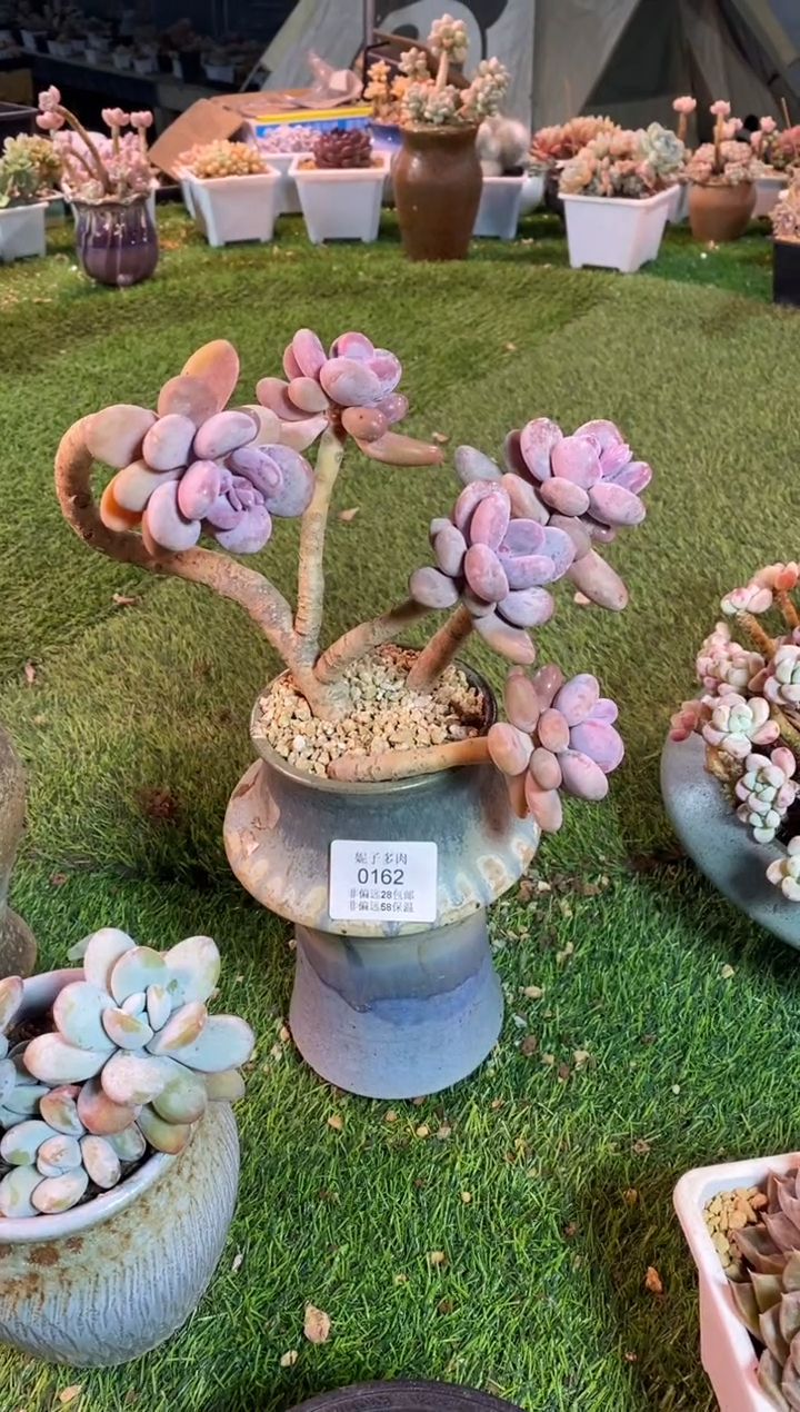 【闪购商品】0162a