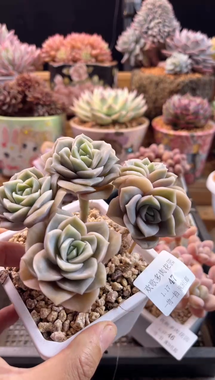 【闪购商品】1.17-47可爱玫瑰无砍