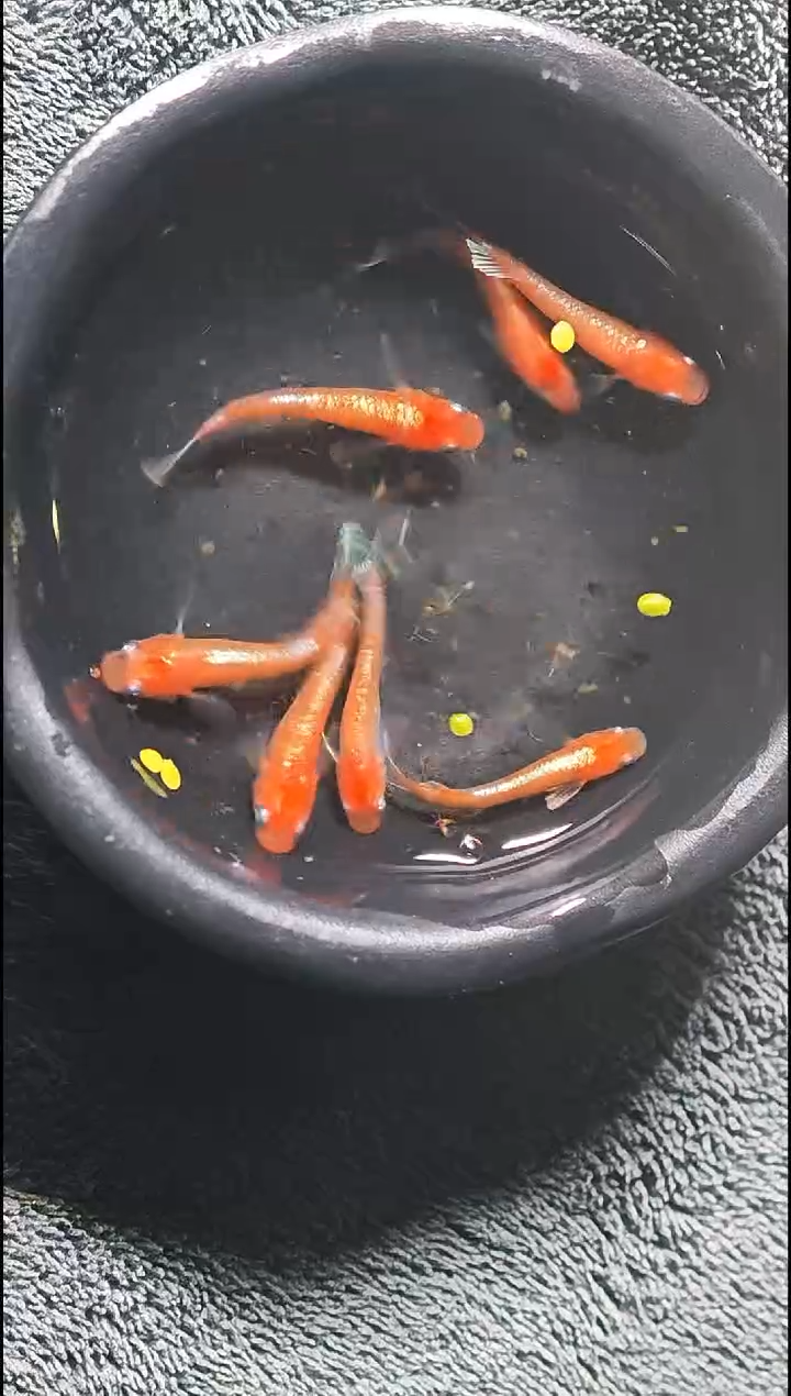 青鳉鱼观背青鳉023