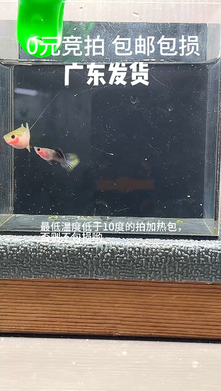 孔雀鱼粉猫玻璃猫一对编号33