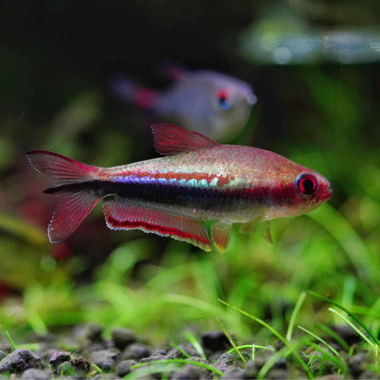 【豆丁植播】（珍宝级）彩虹帝王灯