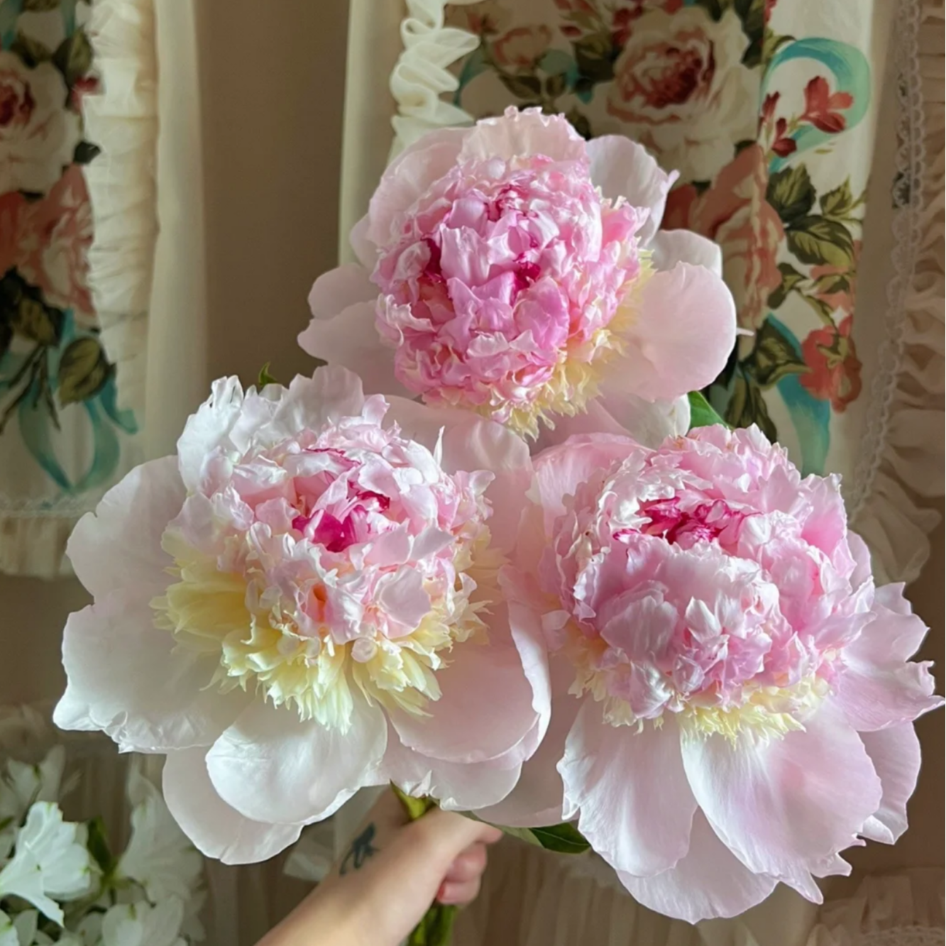 【大聪明卖花】芍药天使的脸颊  任意两单花材顺丰冷链或德邦快递