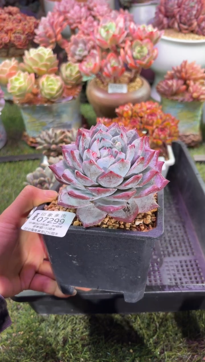 【闪购商品】07299