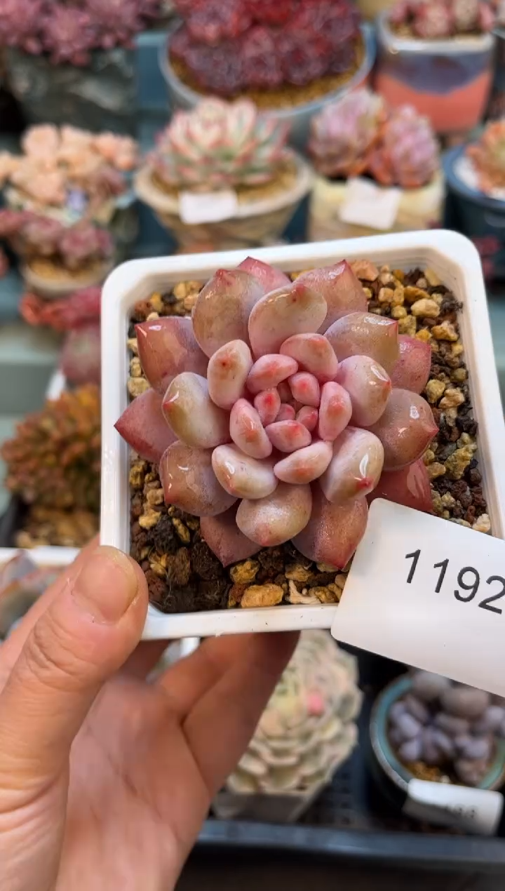 1192单头天使宝贝多肉