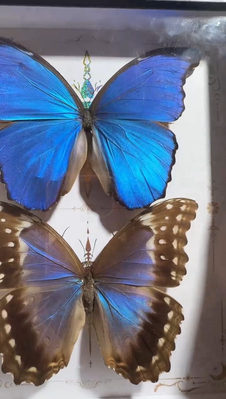 木大蓝闪蝶雌雄双生